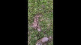 Wagging Tail Makes Mud Angels