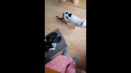 Kitties Experience Snow For The First Time
