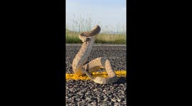 Feisty Prairie Rattlesnake Isn’t Happy About Being Saved