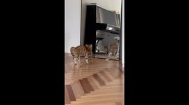 Cat Paralyzed Upon Seeing His Reflection
