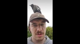 A Missing Magpie