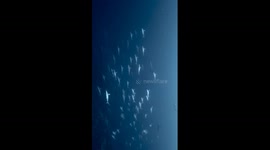 Hammerhead Shark Formation