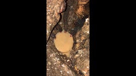 Geckos Share A Meal Together