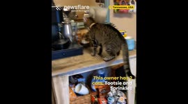 Cat rings bell to get treats