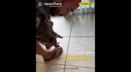 Dog Brings Home Baby Duck