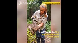 Meet Toadzilla, the biggest cane toad!