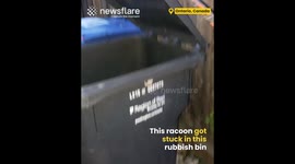 Raccoon gets rescued from trash bin