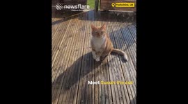 Cat Fakes her Own Injury