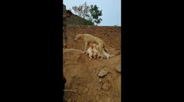 I have captured the incredible moment when my puppies are get together and Mother dog is feeding them all. It is indeed Heart warming moment