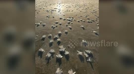 Locals spot thousands of delicate frost flowers on frozen lake