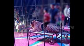 Chinese circus shut down amid outrage over children riding tiger in show