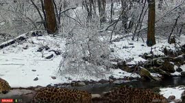 Rare family of four leopards captured on camera in northeast China