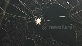 Man Capture Video of a  Spider Wrapping Its Prey in his web in Eastern India.