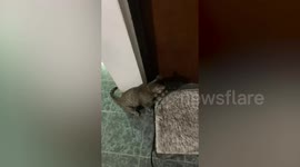 Pet tabby cat twist knob to open door by itself