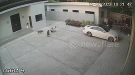 Energetic pet dogs wreak havoc as they run around in owner's warehouse