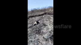 Wild giant panda spotted masterfully scaling steep slope in China