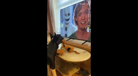 Adorable doggo watches Scooby Doo with unmatched interest and captivation