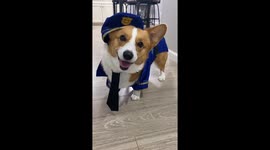 Police Officer Corgi