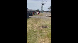 Neil the Seal Visits Town