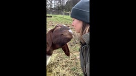 Affectionate Goat Is a Big Softie