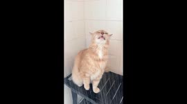 Thirsty Kitty Gets a Drink From the Shower