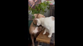 Elder Cat Takes a Liking to Younger Dog