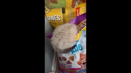 Sneaky Kitten Found Hiding In Food Bag