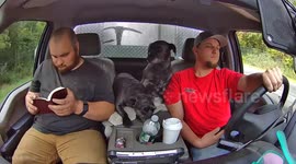 Excessive Wobbles Shake Guys and Dogs