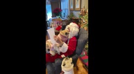 Puppies Meet Santa For The First Time