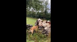 Cows Gather For Kisses From Doggo