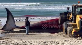 Lifeless 52ft whale washes ashore on Pacific Beach, San Diego