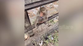 Aggressive macaque swipes at gawping tourist's phone