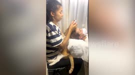 Affectionate pet cat snuggles up to customers at beauty clinic