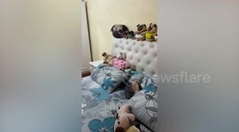 Pampered dog sleeps while electric massager gives him back rub