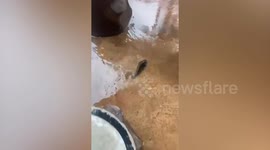 Family baffled when fish appears at their home after storm