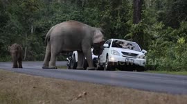 Hungry wild elephant rams tourists' car while looking for food