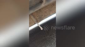 Driver finds litter of newborn kittens inside her car frame