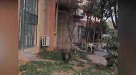 Wild boar caught after injuring several people during city rampage