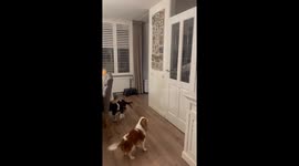 Unforgettable homecoming: dogs' joyful reunion after 4 days