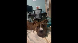 Mirror meltdown: dog vs. mom!