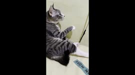 Bora the clapping cat: Jakarta feline sensation unveils adorable talent!