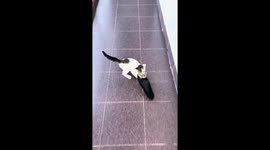Pom-pom bandit: Miko the feisty cat takes a stand for fluffy slippers