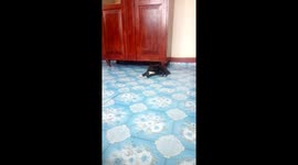 The cutest pets, young and beautiful, so playful indeed. They like indoors and a cozy place