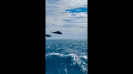 Mesmerizing dolphin show: Rangiroa's lagoon delight