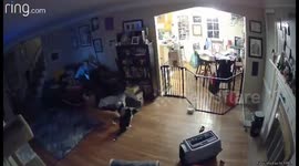 Orange Cat Attempts Kitty Gate Jump