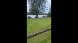 Dog Barks At Lakeside Kangaroo