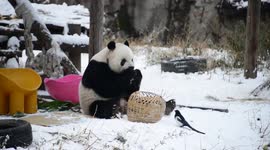 Giant panda eats in the snow at the Beijing Zoo in Beijing, China