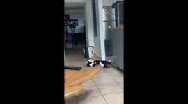 Cat Tries Sit-ups To Get In Shape