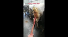 Draining a Huge Abscess on a Cow