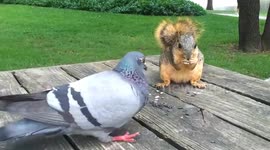 Squirrel vs Pigeon